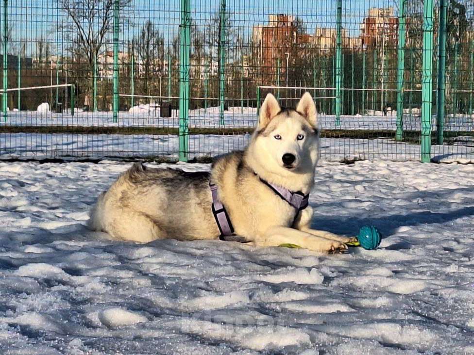 Собаки в Санкт-Петербурге: Молли нуждается в семье!!! Девочка, Бесплатно - фото 1