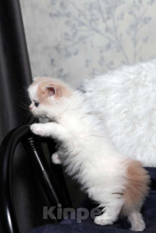 Кошки в Москве: шотландский кремовый мальчишка Мальчик, 30 000 руб. - фото 5