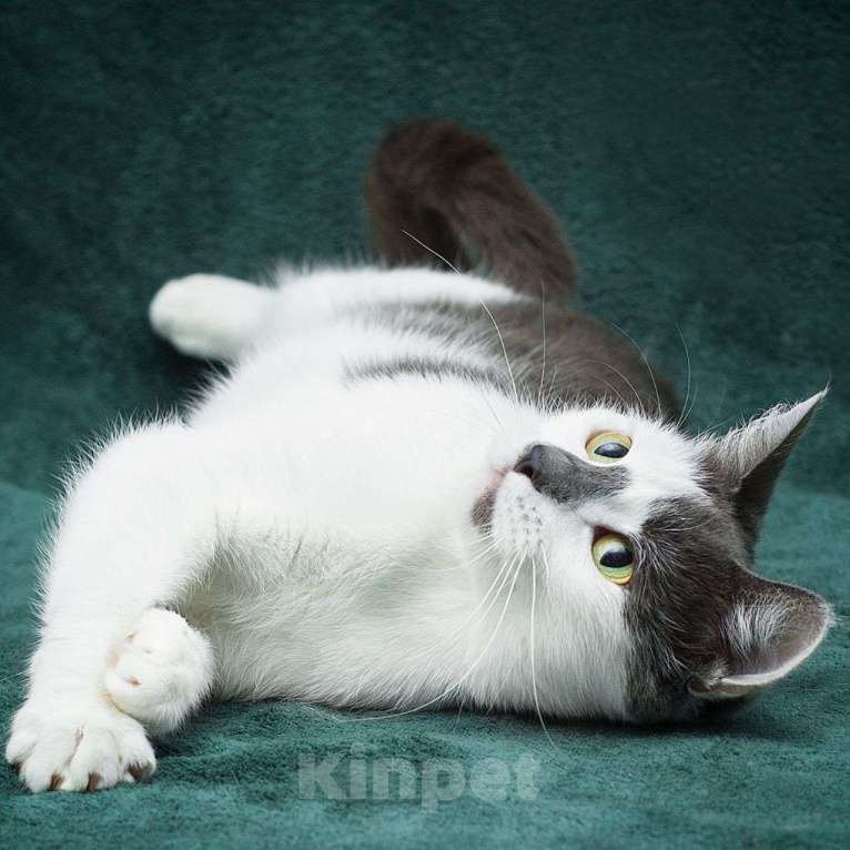 Кошки в Москве: Хозяйка выкинула кошечку на улицу, потому что та ей надоела 💔 Девочка, Бесплатно - фото 3