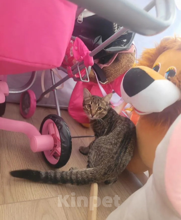 Кошки в других городах Московской области: Котёнок в добрые руки❤️ Мальчик, Бесплатно - фото 3