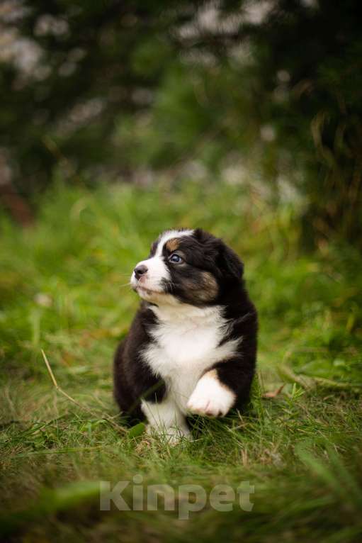 Собаки в Москве: Щенок Австралийской Овчарки  Мальчик, 50 000 руб. - фото 5