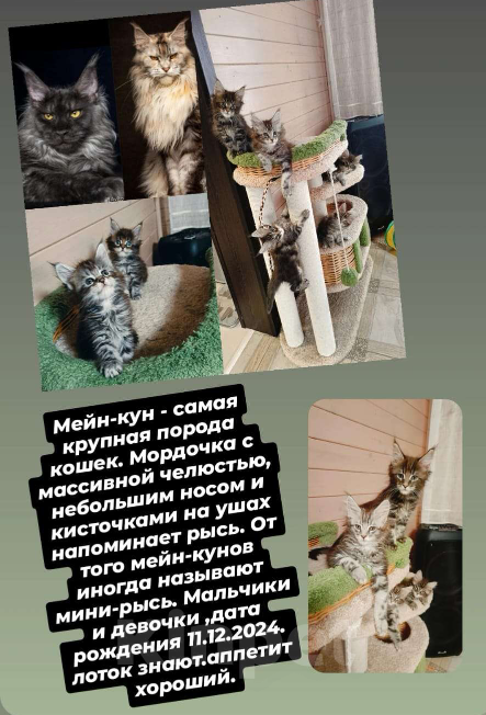 Кошки в других городах Московской области: Котята Мальчик, 35 000 руб. - фото 2