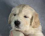 Собаки в других городах Челябинской области: Щенок золотистый ретривер Мальчик, 80 000 руб. - фото 2