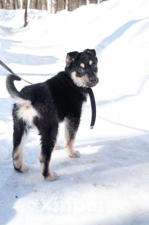 Собаки в Ногинске: Ливерпулькин в поисках семьи Мальчик, Бесплатно - фото 4