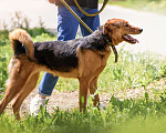 Собаки в Боровске: Ищу своего Человека Девочка, Бесплатно - фото 6