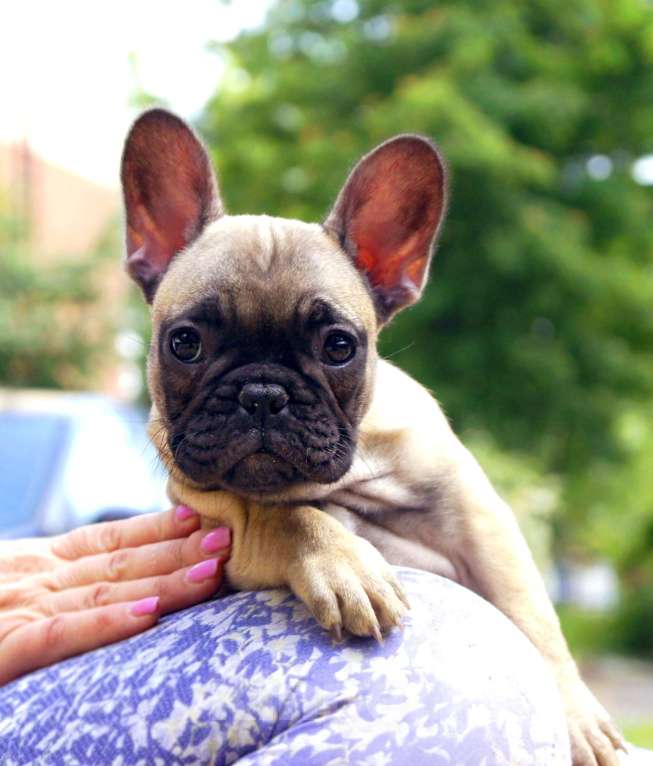 Собаки в Белгороде: Палевая девочка Девочка, 45 000 руб. - фото 3