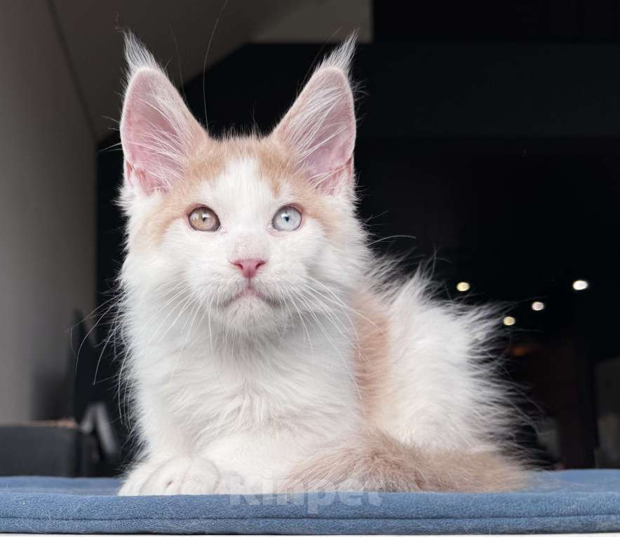 Кошки в Москве: Кот Мейн Кун Veyron Foxy Мальчик, 120 000 руб. - фото 2