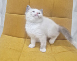 Кошки в Москве: Лапочка Девочка Рэгдолл  Девочка, 37 000 руб. - фото 1