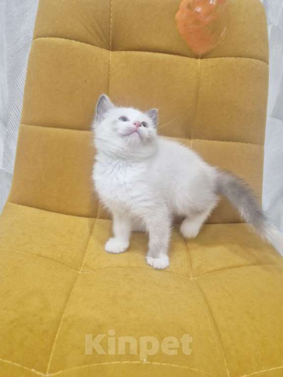 Кошки в Москве: Лапочка Девочка Рэгдолл  Девочка, 37 000 руб. - фото 1