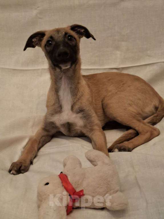 Собаки в Москве: Щенки метисы уиппета Мальчик, 5 руб. - фото 2