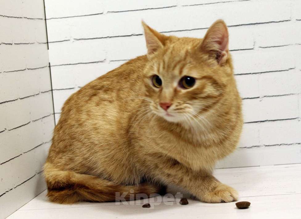 Кошки в Москве: Домовенок Кузя ищет семью Мальчик, Бесплатно - фото 1