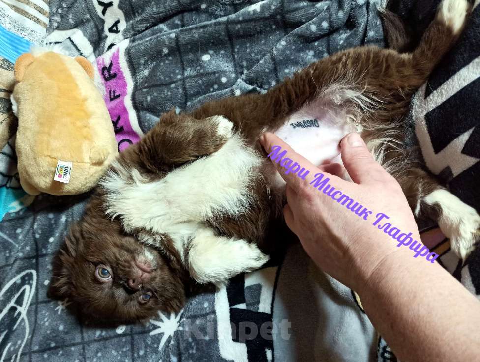 Собаки в Санкт-Петербурге: Гипер ласковая и веселая чихуахуа Глаша Девочка, 100 000 руб. - фото 3