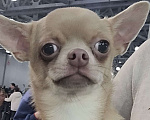 Собаки в Москве: Чихуахуа лучшая девочка Девочка, Бесплатно - фото 1
