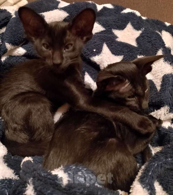 Кошки в Шахте: Продаю котят ориентальной породы  Девочка, 20 001 руб. - фото 7