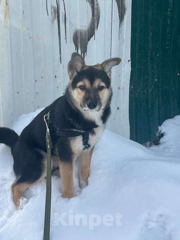 Собаки в Иркутске: Отдам в добрые руки Мальчик, Бесплатно - фото 3