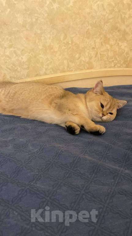 Кошки в Москве: Котенок золотистая шиншилла девочка 5месяцев Девочка, Бесплатно - фото 2