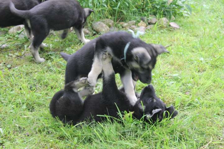 Собаки в Москве: Щенки восточноевропейской овчарки  Девочка, 40 000 руб. - фото 9