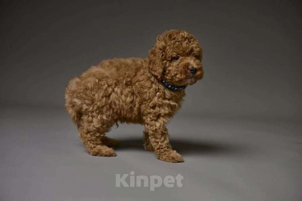 Собаки в Старом Купавне: Мальтипу Разнополые, Бесплатно - фото 2