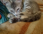 Кошки в Воронеже: Кошечка Девочка, Бесплатно - фото 8