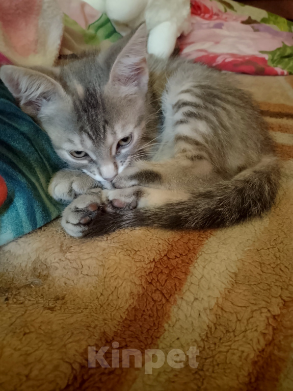 Кошки в Воронеже: Кошечка Девочка, Бесплатно - фото 8