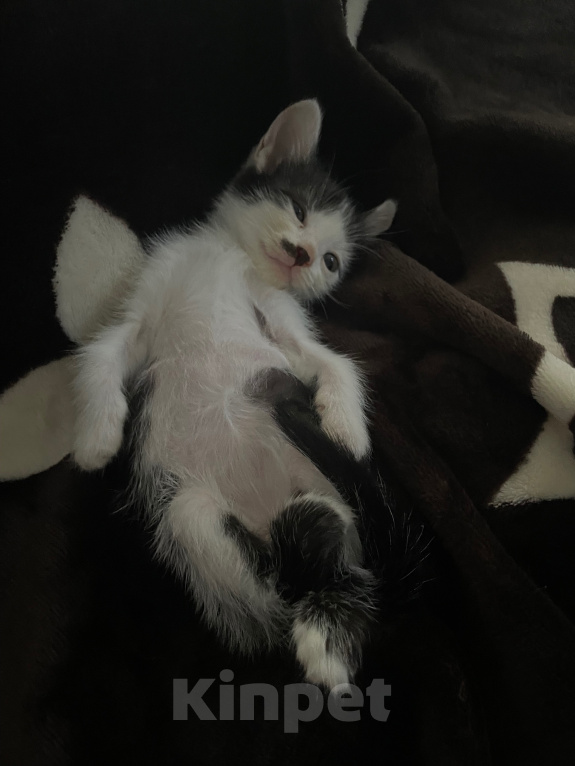 Кошки в Волгограде: Отдаю кошечку в добрые руки) бесплатно💗 Девочка, Бесплатно - фото 4