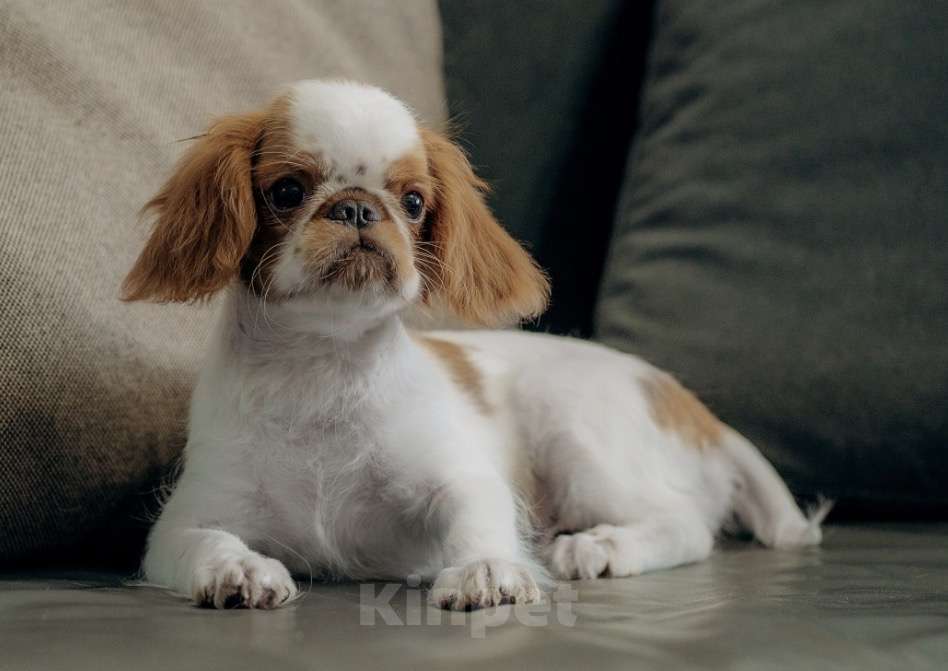 Собаки в Екатеринбурге: Щенки самой лучшей породы Мальчик, 35 000 руб. - фото 4