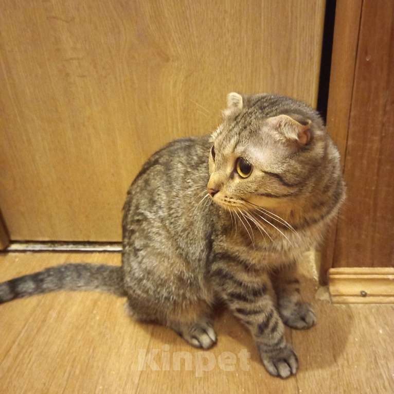 Кошки в Санкт-Петербурге: В добрые руки вислоухая девочка. Девочка, 1 000 руб. - фото 2