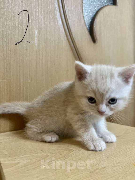 Кошки в Армавире: Ражий мальчик, британский прямоухий Мальчик, 10 000 руб. - фото 3