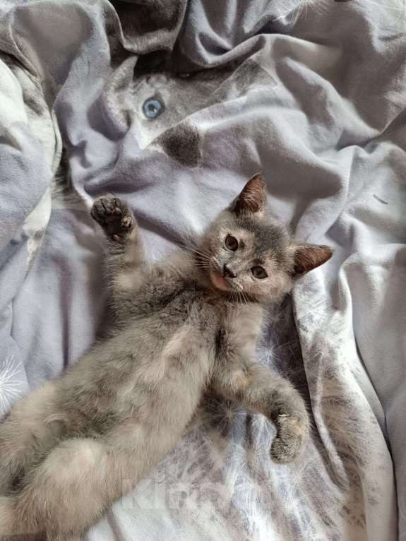 Кошки в Москве: Шотландская прямоухая короткошерстная Девочка, Бесплатно - фото 4