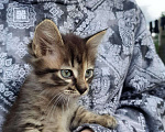 Кошки в Екатеринбурге: Котенок мальчик Мальчик, 1 руб. - фото 3