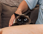 Кошки в Москве: Тайская кошка Сима в добрые руки Девочка, Бесплатно - фото 2