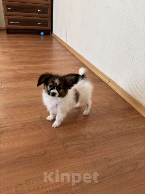 Собаки в Санкт-Петербурге: Кукольный мальчик папийона/папильона Бруно  Мальчик, 50 000 руб. - фото 6