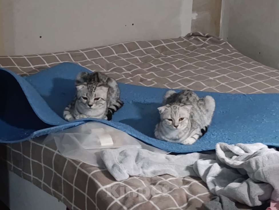 Кошки в Самаре: Плесень Девочка, Бесплатно - фото 2