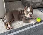 Собаки в Одинцово: Продам щенка , американский булли покет Девочка, 100 000 руб. - фото 5