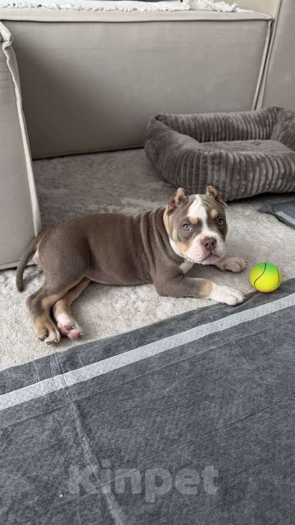 Собаки в Одинцово: Продам щенка , американский булли покет Девочка, 100 000 руб. - фото 5