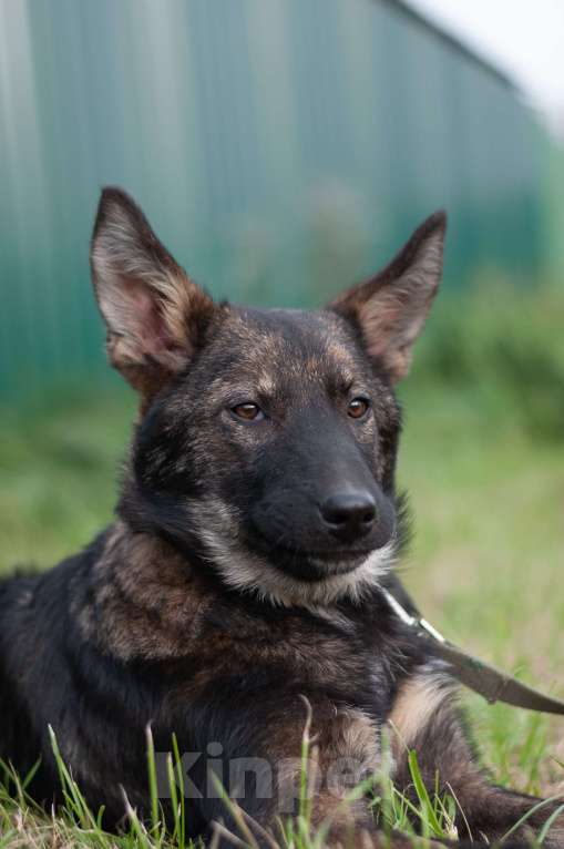 Собаки в других городах Владимирской области: Удивительный щенок Курт мечтает о доме и любящей семье! Мальчик, Бесплатно - фото 2