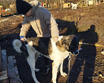 Собаки в Саратове: Нужен дом. Мальчик, 100 руб. - фото 1