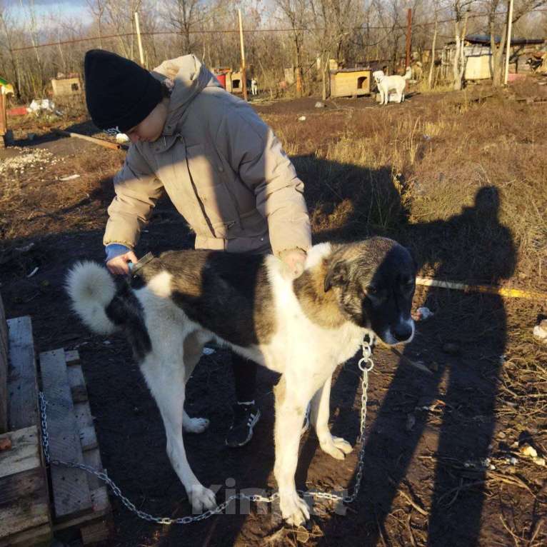 Собаки в Саратове: Нужен дом. Мальчик, 100 руб. - фото 1