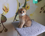 Кошки в Люберцах: Шотландские котята Мальчик, 15 000 руб. - фото 5
