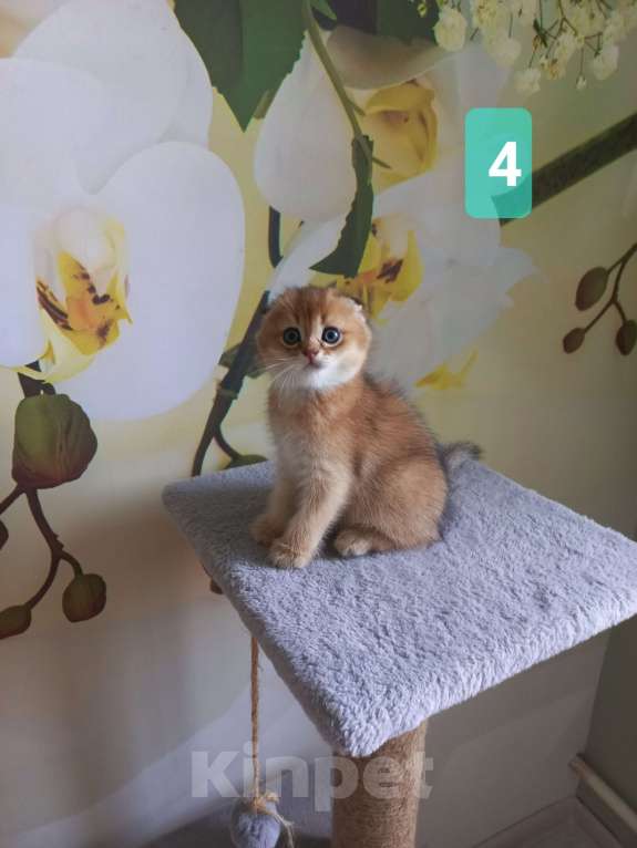 Кошки в Люберцах: Шотландские котята Мальчик, 15 000 руб. - фото 5
