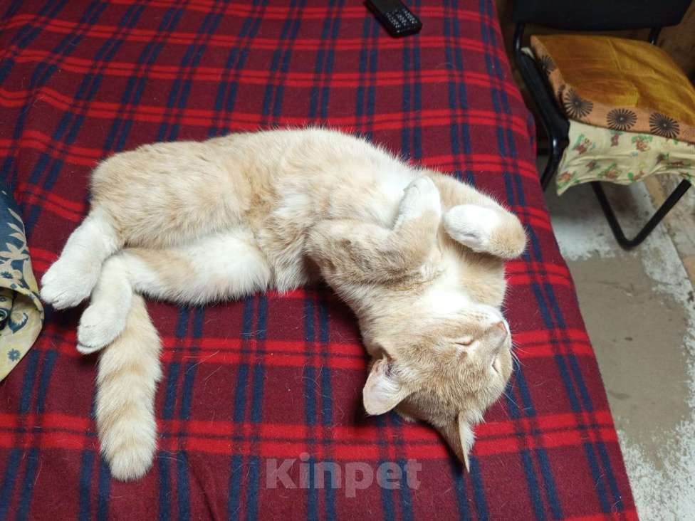 Кошки в Череповце: Найдена кошка, рыжая крупная Девочка, Бесплатно - фото 6