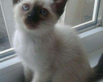 Кошки в Симферополе: Вязка с тайским сиамским котиком., 2 000 руб. - фото 7
