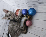 Кошки в Рязани: Котятки, Бесплатно - фото 4