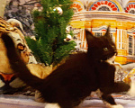 Кошки в Ливны: Леди Бабочка ( котята мейн кун ), 45 000 руб. - фото 4