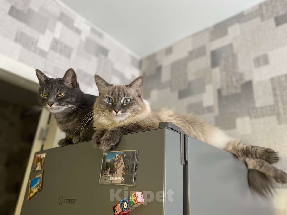 Кошки в Костроме: Отдадим в добрые руки❤️ Мальчик, Бесплатно - фото 7