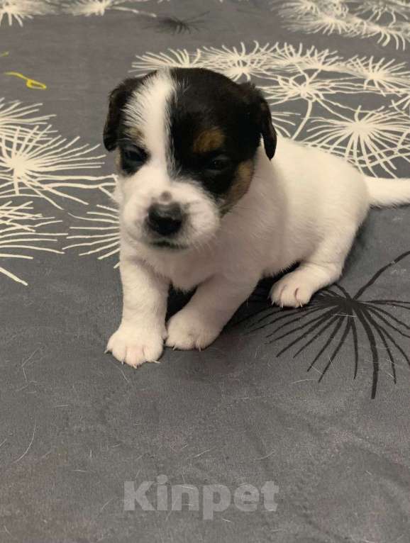 Собаки в Новосибирске: Щенок Джек Рассел Девочка, Бесплатно - фото 1