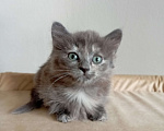 Кошки в Челябинске: Очаровательные котята Девочка, Бесплатно - фото 2