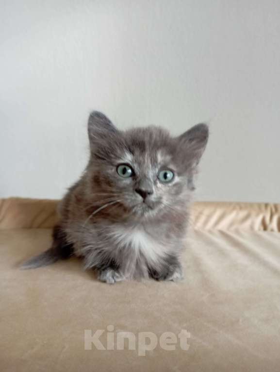 Кошки в Челябинске: Очаровательные котята Девочка, Бесплатно - фото 2