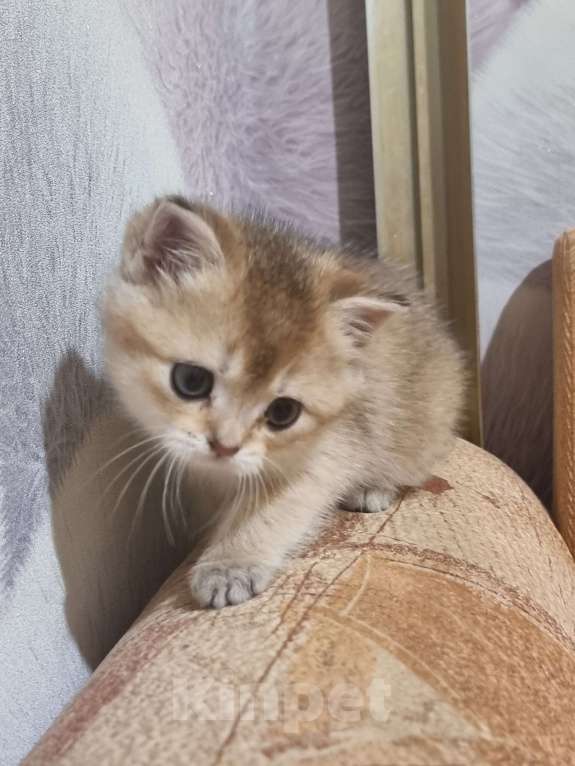 Кошки в Москве: Золотая шиншилла  Девочка, 20 000 руб. - фото 4