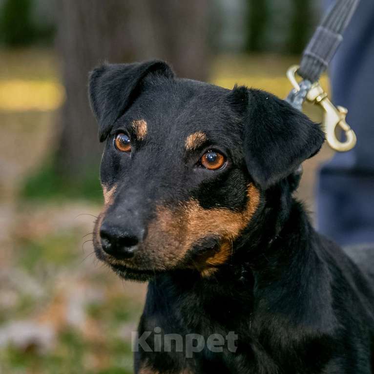 Собаки в Москве: Кекс Мальчик, Бесплатно - фото 10